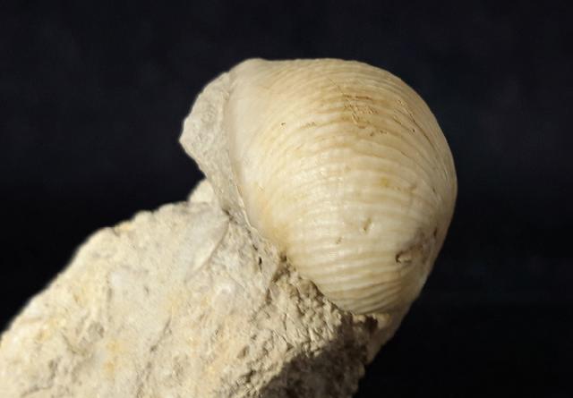 Otostoma retzii (NILSSON 1827) - Bild © FossNet FossilienStore